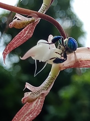 Euglossa