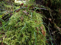 Kindbergia oregana
