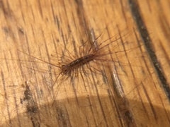 Scutigera coleoptrata