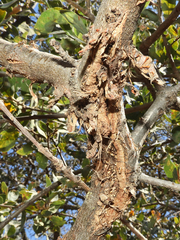 Quercus douglasii