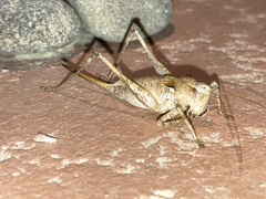 Atlanticus testaceus