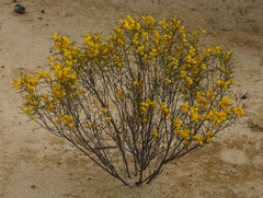 Acacia multispicata