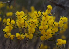 Acacia multispicata