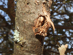 Quercus douglasii