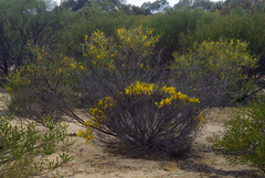 Acacia multispicata