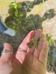 Lespedeza virginica