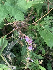 Desmodium
