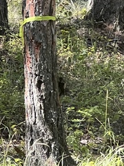 Picoides dorsalis