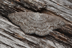 Cyclophora