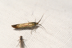 Coleophora mayrella