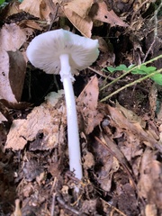 Phalloideae