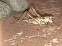 Atlanticus testaceus