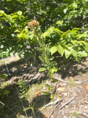 Lespedeza virginica