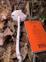 Phalloideae