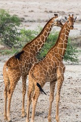 Giraffa camelopardalis reticulata