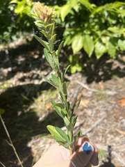 Lespedeza virginica