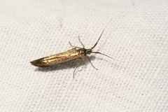 Coleophora mayrella
