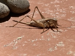 Atlanticus testaceus