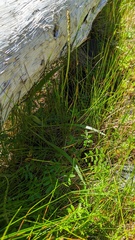 Plantago macrocarpa