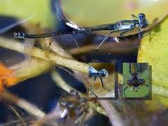 Austrocnemis maccullochi