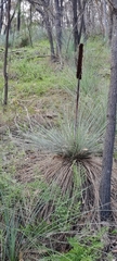 Xanthorrhoea quadrangulata