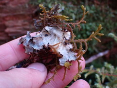 Lobaria hallii