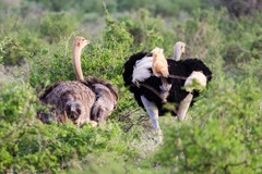 Struthio molybdophanes