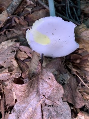 Phalloideae