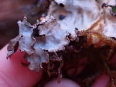 Lobaria hallii