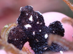 Lobaria hallii