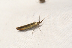 Coleophora mayrella