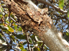 Quercus douglasii