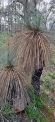 Xanthorrhoea quadrangulata