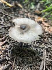Agaricus placomyces