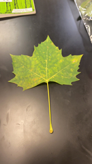 Platanus occidentalis