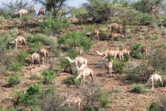 Camelus dromedarius