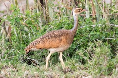 Eupodotis senegalensis