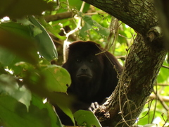 Alouatta pigra