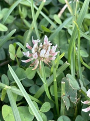 Trifolium repens