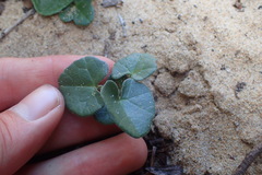 Kedrostis nana