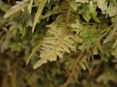 Stereodon subimponens