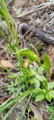 Pterostylis plumosa
