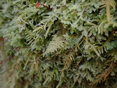 Stereodon subimponens