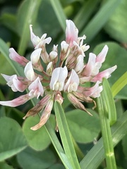 Trifolium repens