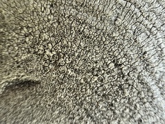 Rhizocarpales