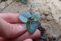 Kedrostis nana