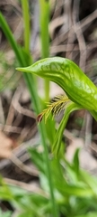 Pterostylis plumosa