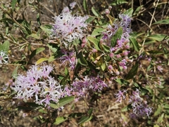 Vernonanthura squamulosa