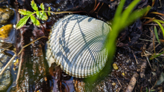 Clinocardium nuttallii