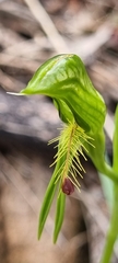 Pterostylis plumosa